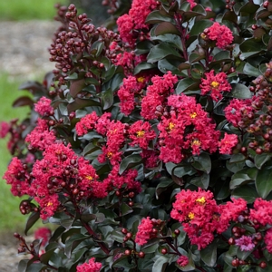 Crape Myrtle Ebony Flame